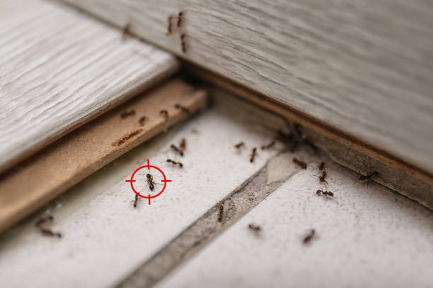 Best Wildlife Control Services  in Rio Pinar, FL