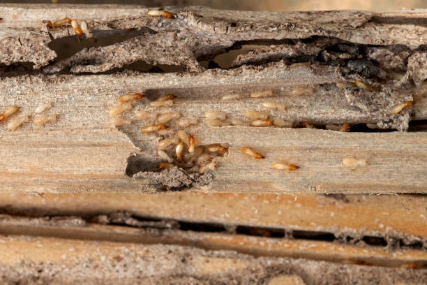 Best Pest Inspection Near Me  in Rio Pinar, FL