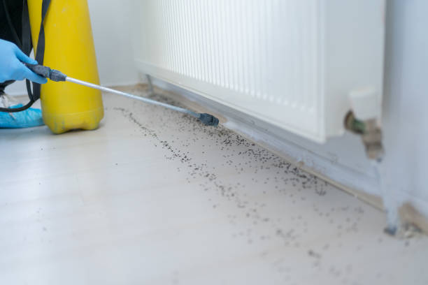 Best Termite Control Services  in Rio Pinar, FL