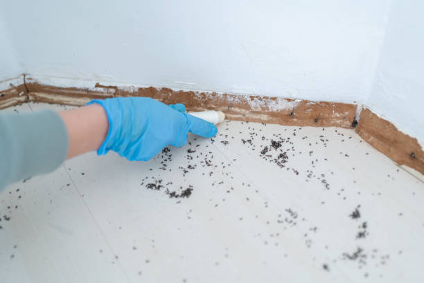 Flea Control Services in Rio Pinar, FL